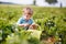 Happy little toddler boy on pick a berry farm picking strawberries