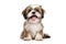 a happy long hair Shih Tzu puppy dog in front of a white background. Generative ai