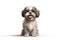 a happy long hair Shih Tzu puppy dog in front of a white background. Generative ai