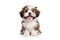 a happy long hair Shih Tzu puppy dog in front of a white background. Generative ai