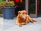 Happy Looking Brown Dog Sitting outside cafe Door