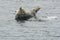 Happy looking grey seal on rock