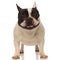 Happy lovely french bulldog panting