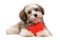 Happy lover valentine havanese puppy