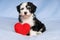 Happy Lover Valentine Havanese puppy is sitting on a blue blanket