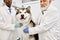 Happy malamute dog with his veterinarians posing.