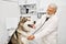 Happy malamute on examination in veterinarian.