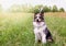 Happy Malchi the Australian Shepherd Dog in a Field