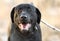 Happy Male Black Labrador Retriever dog outside on collar and leash