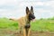 The happy Malinois dog, six month old, is standing against the cloudy sky