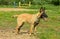 The happy Malinois dog, six month old, is standing in outdoors