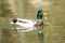 Happy Mallard Duck Swimming