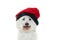 HAPPY MALTESE BICHON DOG WEARING A TYPICAL RED CATALAN HAT. ISO