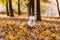 Happy Maltese Dog is Running on the Autumn Leaves Ground.