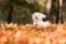 Happy Maltese Dog is Running on the Autumn Leaves Ground.