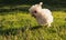 Happy maltese puppy dog runs on the grass