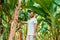Happy man jungle portrait. Farmer agronomist or happy male tourist portrait near young palm banana trees on banana