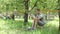 Happy man lying on hammock and using smartphone outdoor. Man with mobile phone sit in hammock in summer garden. Young man resting