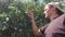 A Happy Man Is Picking Berries