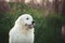 happy maremma sheepdog. Big white dog breed maremmano abruzzese shepherd sitting in the field of lupines at sunset