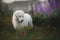 happy maremma sheepdog. Big white dog breed maremmano abruzzese shepherd strolling in the field of lupines at sunset