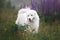 happy maremma sheepdog. Big white dog breed maremmano abruzzese shepherd strolling in the field of lupines at sunset