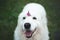 happy maremma sheepdog. Big white fluffy dog breed maremmano abruzzese shepherd with clover flower sitting in the field