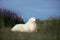 happy maremma sheepdog. Big white fluffy dog breed maremmano abruzzese shepherd lying in the field of lupines at sunset