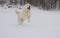 Happy maremma sheepdog running in the snow