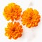Happy Marigold: Pop-culture-infused Orange Flowers On White Background