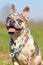 Happy merle colored French Bulldog dog with mottled patches with tongue sticking out