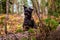 Happy miniature black schnauzer dog sitting in a forest.