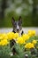 happy miniature bull terrier dog posing in yellow tulips