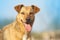 Happy mixed breed dog portrait on blue sky