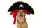 HAPPY MIXEDBREED DOG DRESSED IN A PIRATE HALLOWEEN OR CARNIVAL