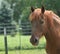 Happy Morgan horse in green pasture