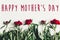 Happy mother`s day text sign on beautiful red peonies on white w