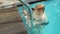 Happy mother and son dive together under the water in the pool, close-up.