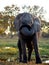 A happy and muddy elephant