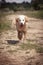 Happy muddy golden retriever on dog walk