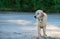 Happy, muddy, and wet golden retriever in the outdoors