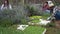 Happy multiracial farmers harvesting lavender and rosemary plants and preparing seedlings in vegetables garden