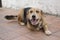 Happy mutt lying on ceramic tile flooring outside