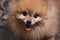 Happy muzzle of the dog orange Pomeranian close up smiling you can see the tongue