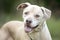 Happy neutered male tan Lab mixed breed dog rescue photo