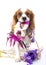 Happy new year! Illustrate your work with king charles spaniel New year illustration. Dog celebrate New year`s eve with