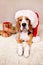 Happy New Year and Merry Christmas. A Beagle dog in a Santa Claus hat at home with gifts.