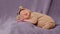 Happy newborn baby weaing cute Mouse costume lying sleeps on a grey blanket comfortable and safety.Cute Asian infant sleeping and