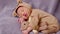 Happy newborn baby weaing cute Mouse costume lying sleeps and hug doll on Beige background comfortable and safety.Cute Asian