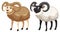 Happy norfolk horn sheep on white background